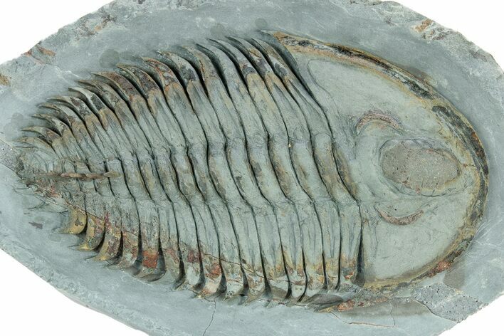 Lower Cambrian Trilobite (Longianda) - Issafen, Morocco #301710